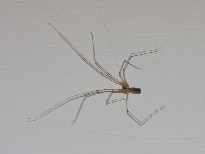 Pholcus phalangioides.JPG